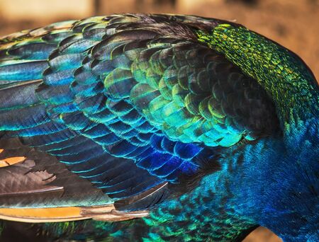 Detail of colorful peacock feathers