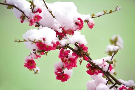 Snow covered flower in springの写真素材