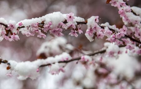 Snow covered flower in springの写真素材