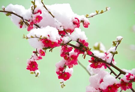 Snow covered flower in springの写真素材