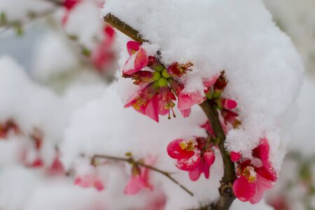 Snow covered flower in springの写真素材