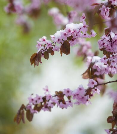 Snow covered flower in springの写真素材