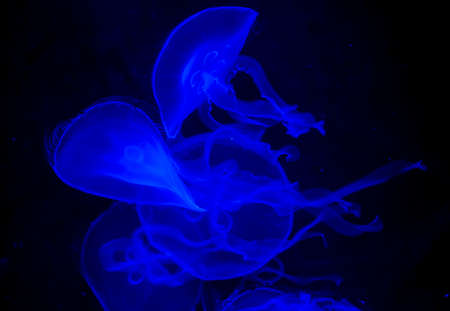Blue jelly fish float in water