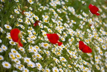 Camomile and poppy flower in meadowの写真素材