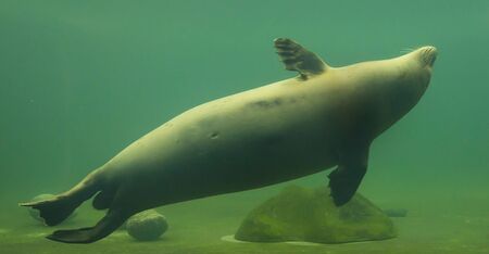 Cute seal swim in zoo aquariumの写真素材