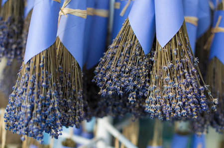 Hanging bunch of dried lavenderの写真素材