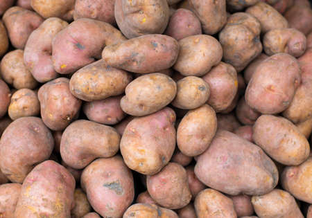 Heap of dirty raw potatosの写真素材