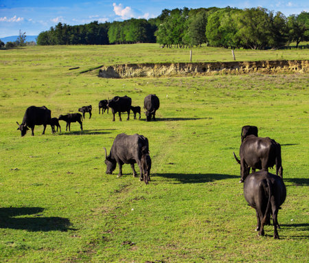 Group of hungarian water buffalo grazing on fieeld outdoorの写真素材
