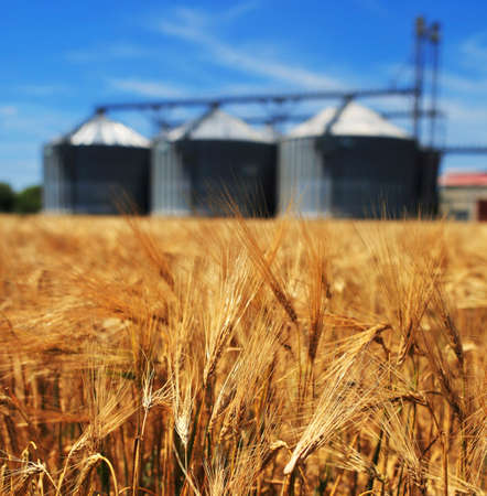 Farm, wheat field with grain silos for agricultureの写真素材