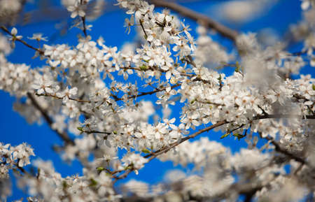 Detail of blooming branch in springの写真素材