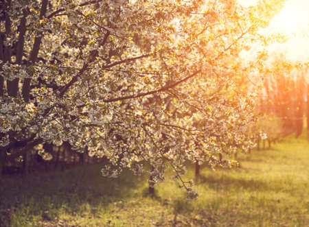 Blooming trees in garden in springtimeの写真素材