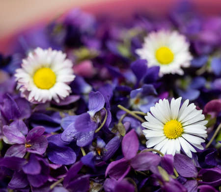 Bunch of violet and daisy flowerの写真素材
