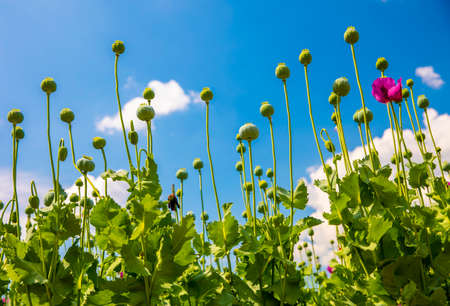 Blossom of purple poppy field against blue cloudy sky. Flowering Papaver with unripe seed heads at windy day. Maturing blue poppy flowers with pods in agriculture. Medical plants with straws.の写真素材