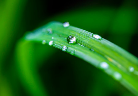 Rain drops on green leavesの写真素材
