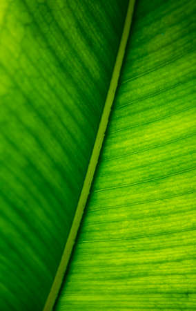 Green tropical banana leaf patternの写真素材