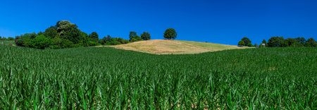 Beautiful corn field agriculture landscapeの写真素材
