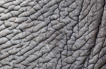 Detail of gray wrinkled elephant skin