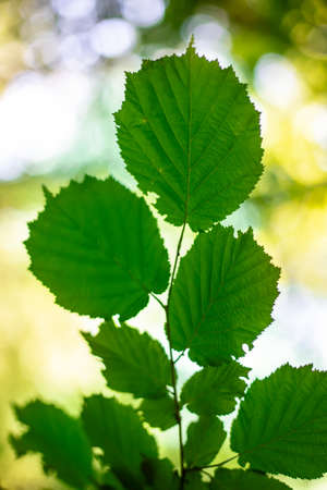 Leaves of alder tree in springの写真素材