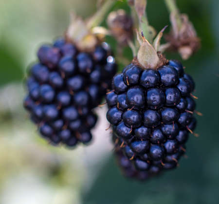 Two blackberries hang on a branch