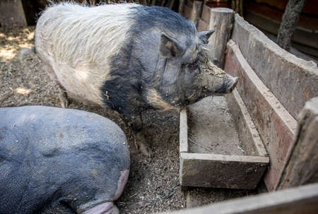 Sleeping lazy pigs in the farmの写真素材