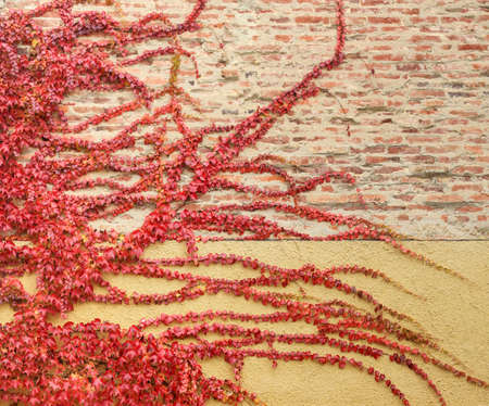 Ivy on brickwall in autumnの写真素材