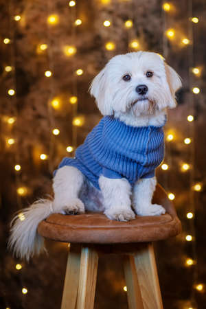 Cute bichon havanese dog sit on chair studio shotの写真素材