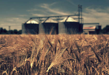 Wheat field with silos in the background. Toned.の写真素材