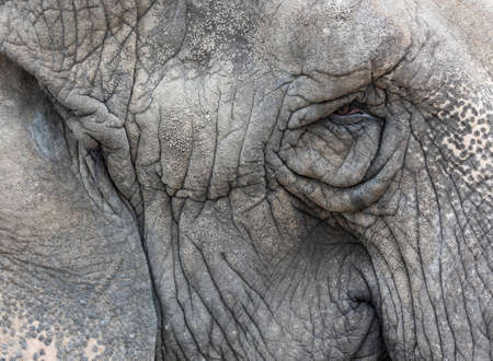 Portrait detail of gray old elephantの写真素材