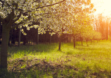 Blooming trees in the garden in springtime