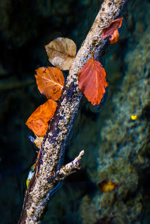Autumn leaves on a branch in the water. Selective focus.の写真素材
