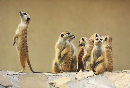 Group of meerkats sitting on a rock in a zoo.の写真素材