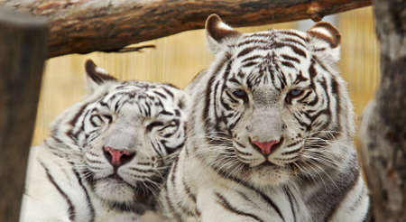White tiger (Panthera tigris altaica)の写真素材