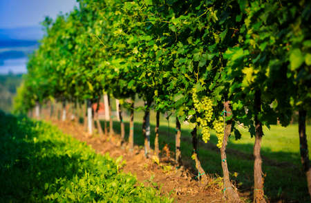 Bunch of grape on a branch in a vineyardの写真素材