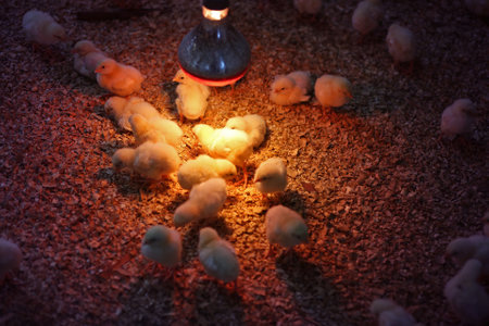 Group of small chicken indoorの写真素材