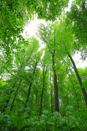 Green forest wood in springの写真素材