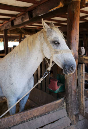 Portrait of a beautiful gray horseの写真素材