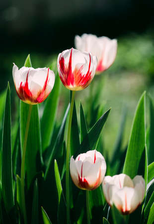 Tulip fields with many blooming flowersの写真素材