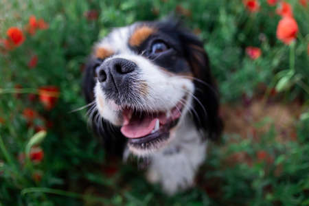 Cavalier King Charles Spaniel dog among red poppies in springの写真素材