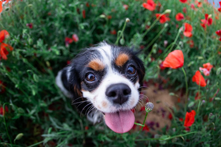 Cavalier King Charles Spaniel dog among red poppies in springの写真素材