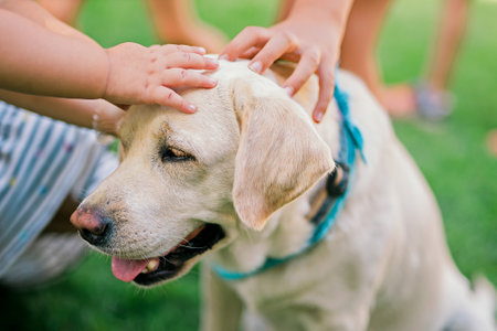 Children pat cute dog outdoorの写真素材