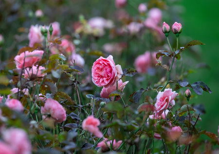 Blooming rose flowers in gardenの写真素材