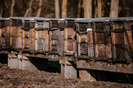 Beehives boxes in wintertime in forestの写真素材
