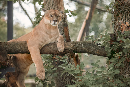 Cougar animal relax on treeの写真素材