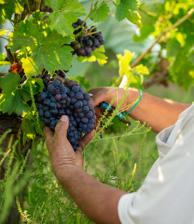Hand cut grape with secateurs toolの写真素材