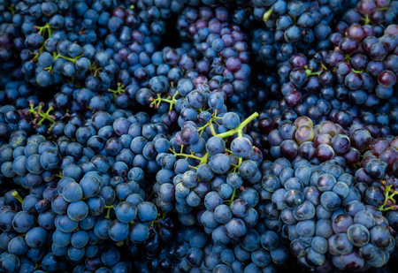 Bunch of grapes in crateの写真素材