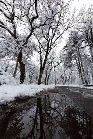 Snowy trees in forest in winterの写真素材
