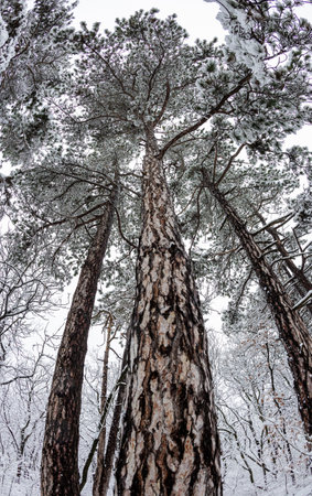 Snowy forest tree take with fish eye lensの写真素材