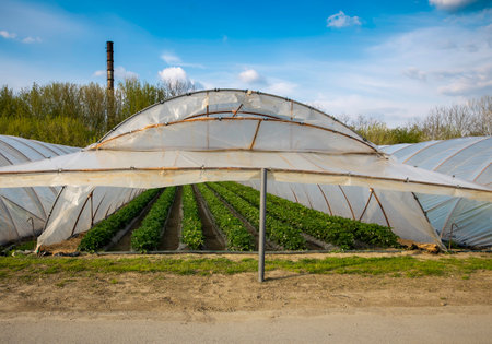 Cultivated plantation in plastic greenhouse in springの写真素材