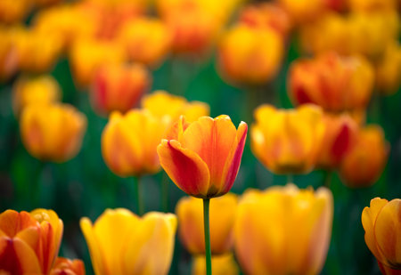 Group of red and yellow tulips in parkの写真素材