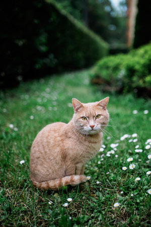 Cute cat sitting in garden outdoorの写真素材